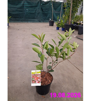 Photinia fraseri 'Red Robin' C 2,5 L